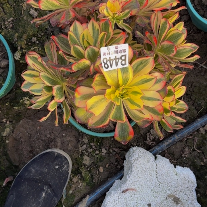 哈***喽魅影花25-48包邮花花