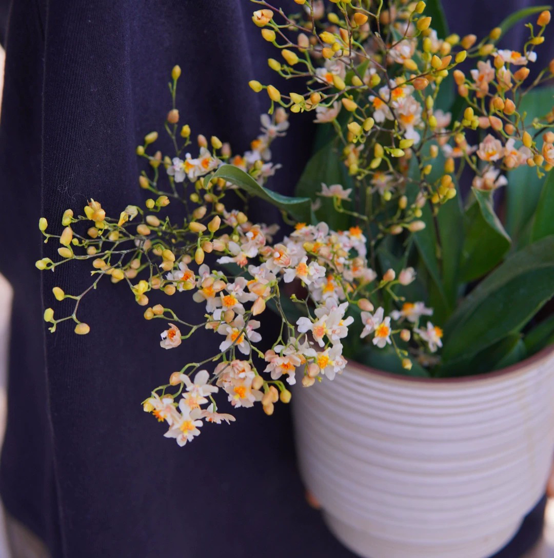 【香槟粉色梦香兰】香水文心兰盆栽室内花卉有香味好养兰花客厅阳台