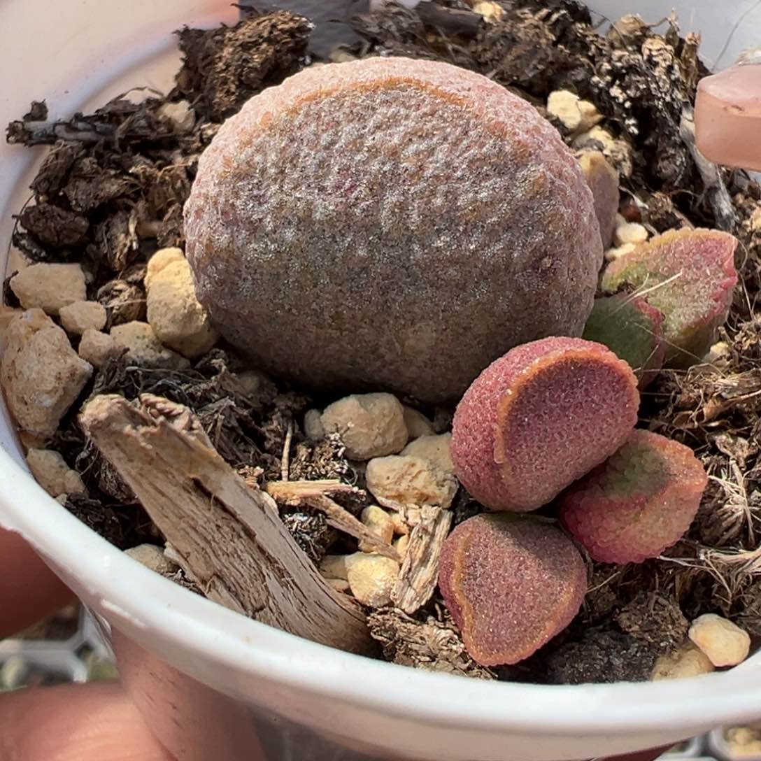 月熙多肉植物水泡