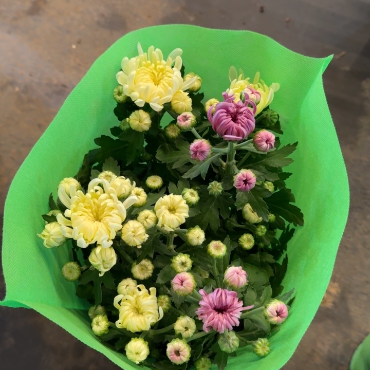 龙爪菊双色白紫盆栽