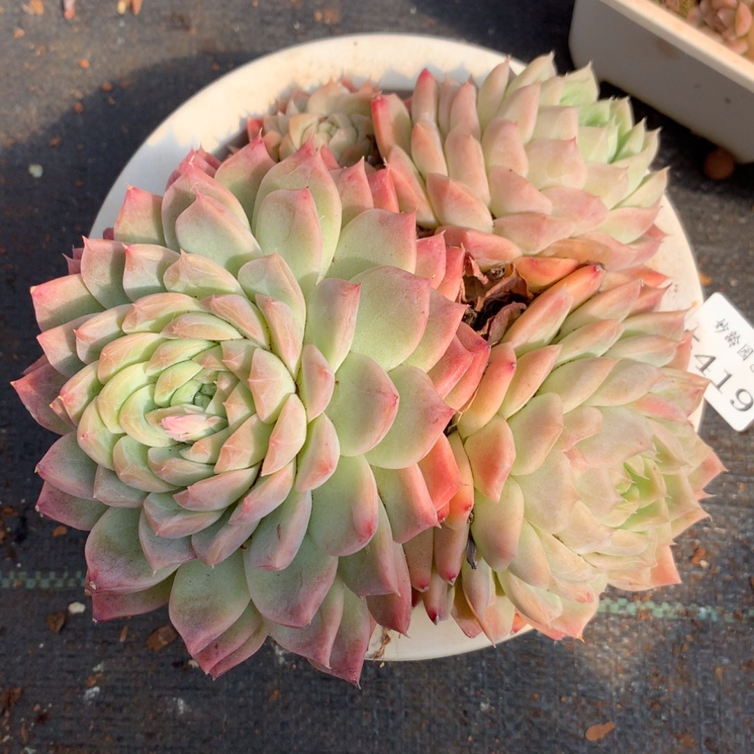 5419杂交精品基地16厘米