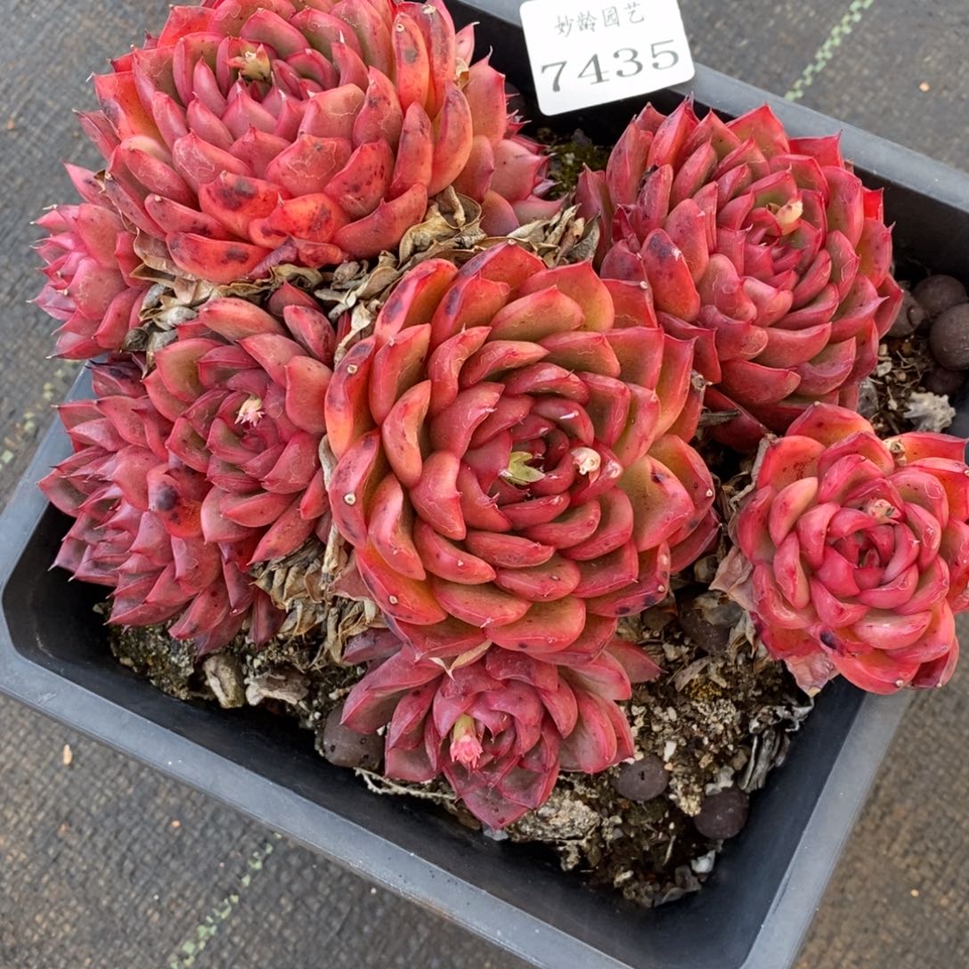 Y****y7435杂交多肉老桩