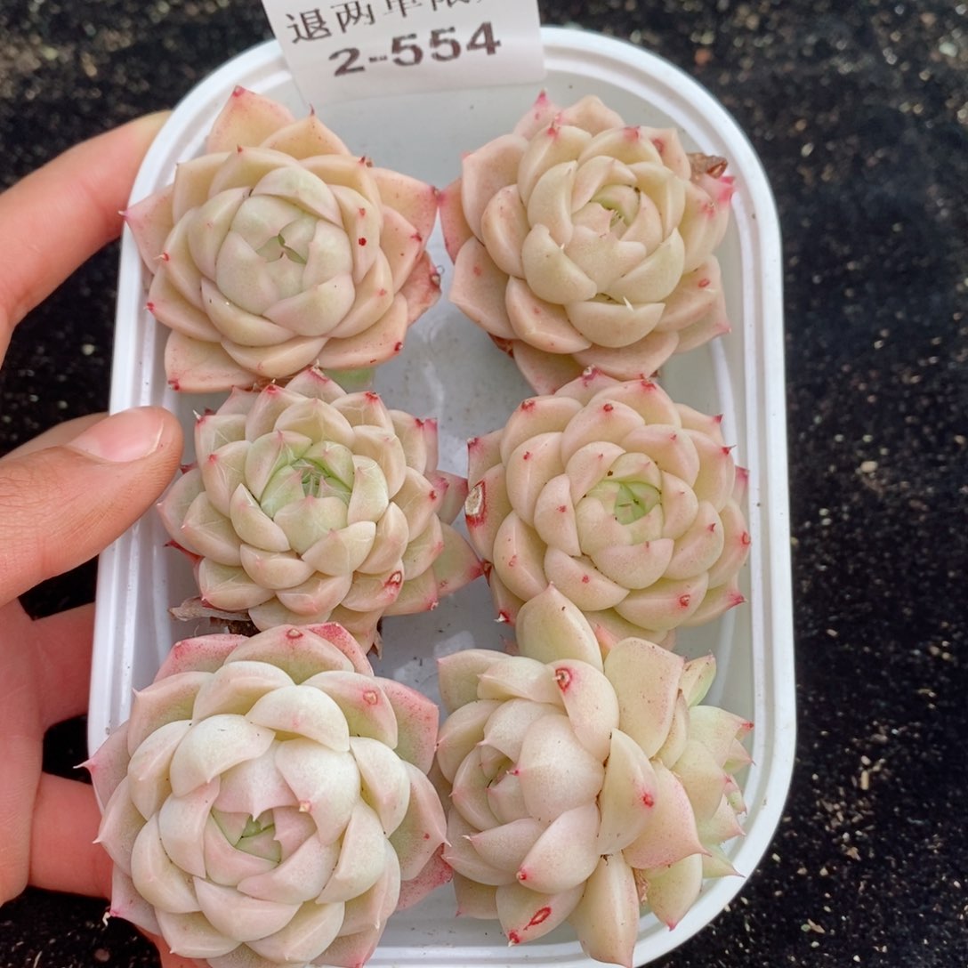 2-554 新疆西藏内蒙不发其他12.8包邮两到三公分多肉