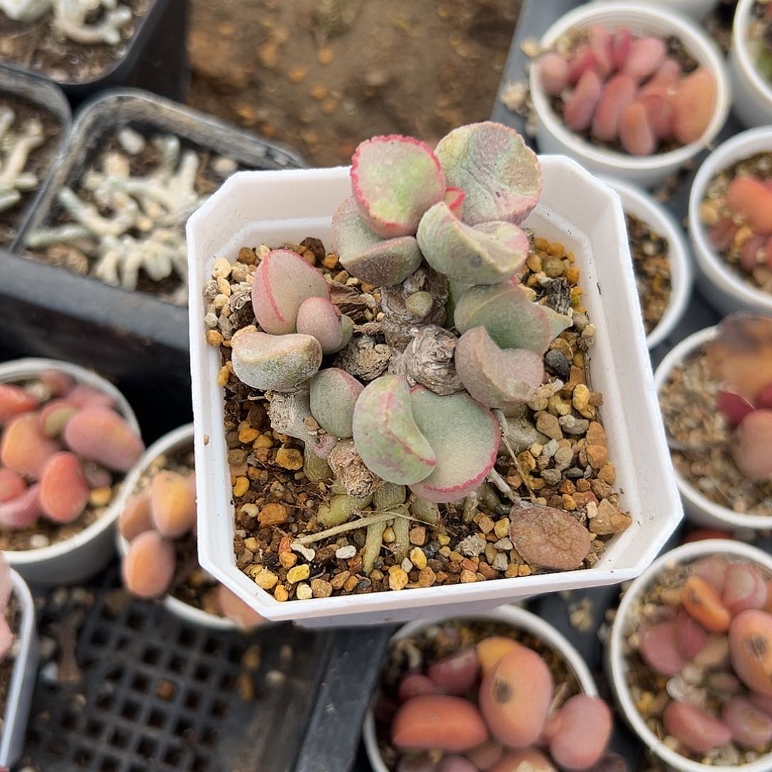 多肉植物多肉植物