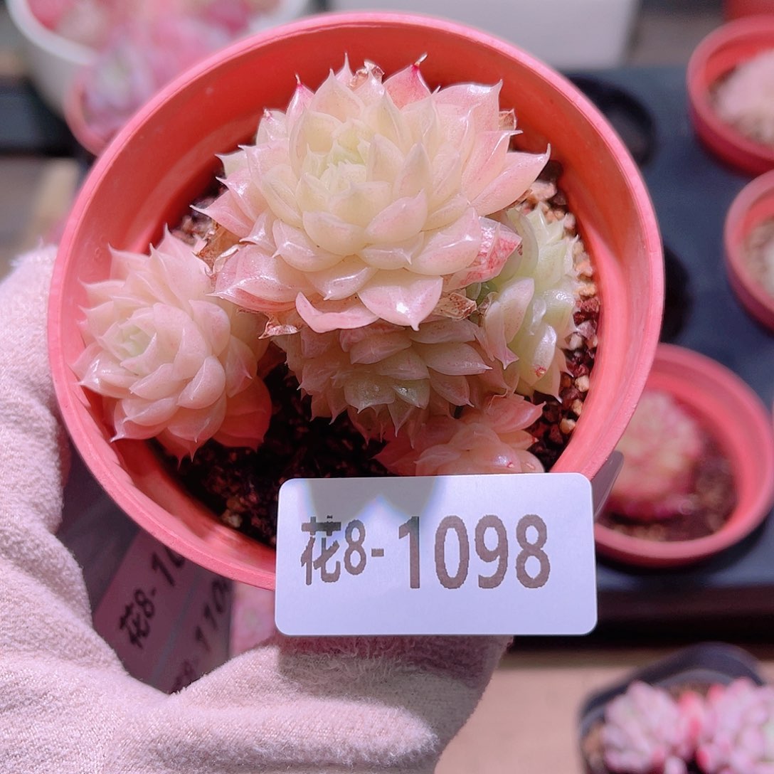 花利美8-1098麦秆