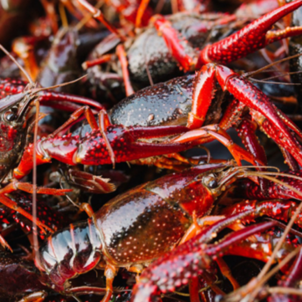 1斤 鲜活小龙虾（大青）每只28-40克（全武汉30-60分终送货上门）