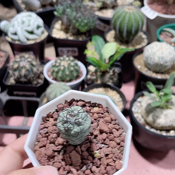 436帝王丸仙人球