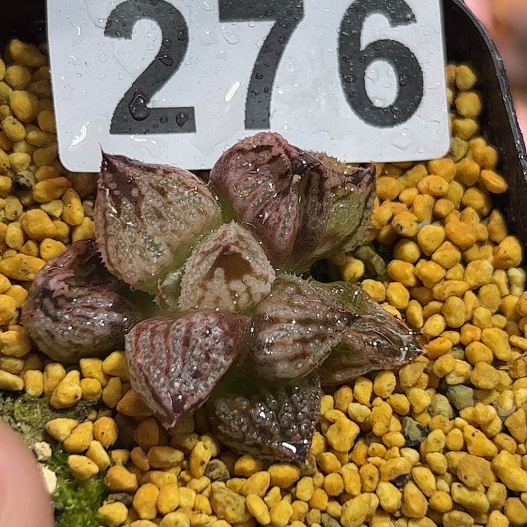 皇妃变异十二卷多肉植物