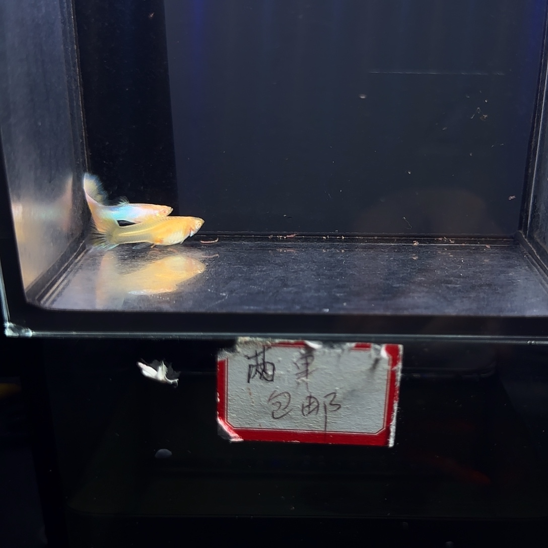 孔雀鱼极光幻彩一对