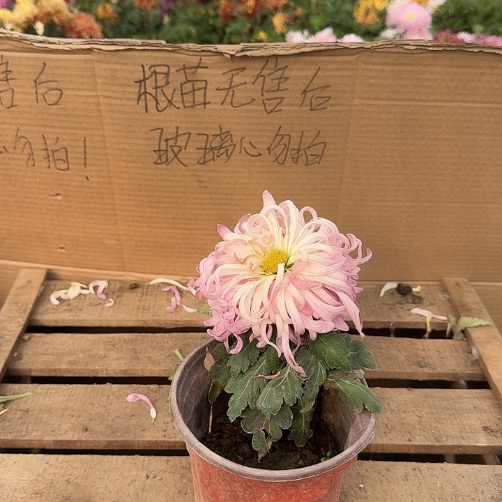 草****完全开放沉香台不包售后