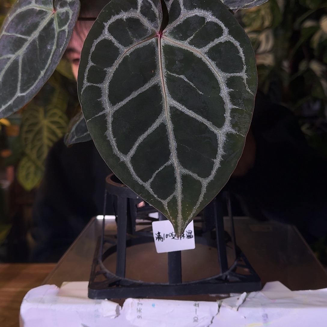 不开花植物C117skg银杂紫水晶