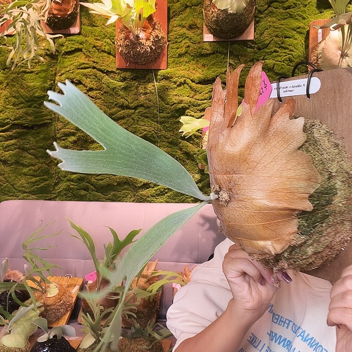 不开花植物nook miami