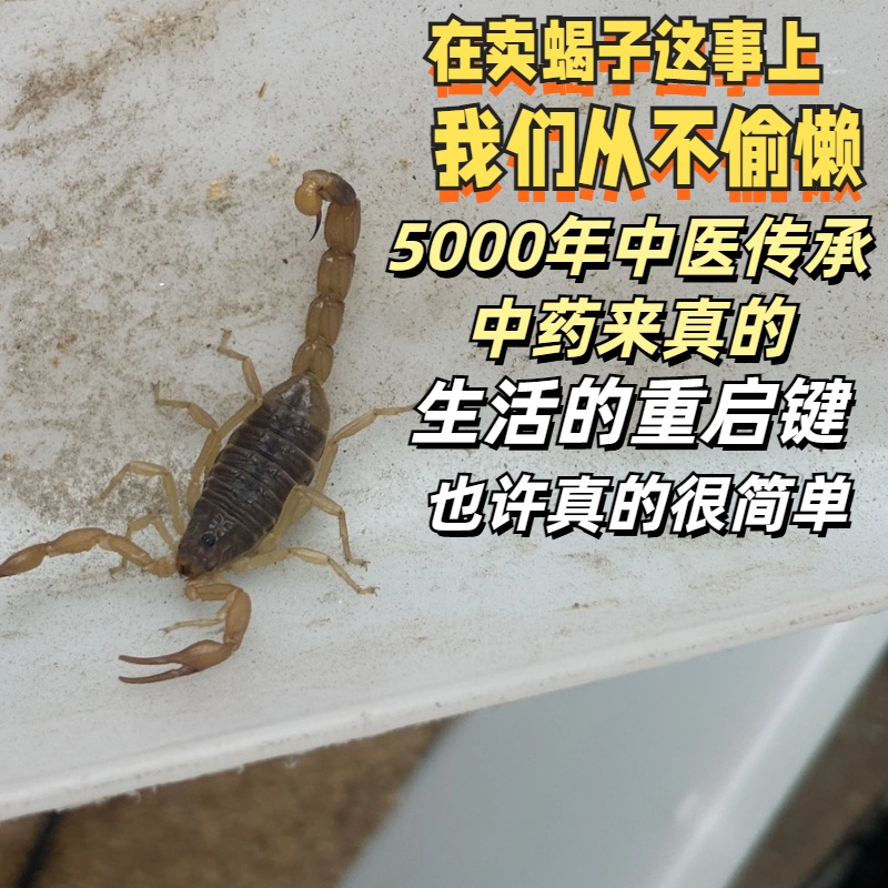 【狂欢季专享560克沂蒙山活蝎子】十足全蝎大母蝎子煲汤入药油炸