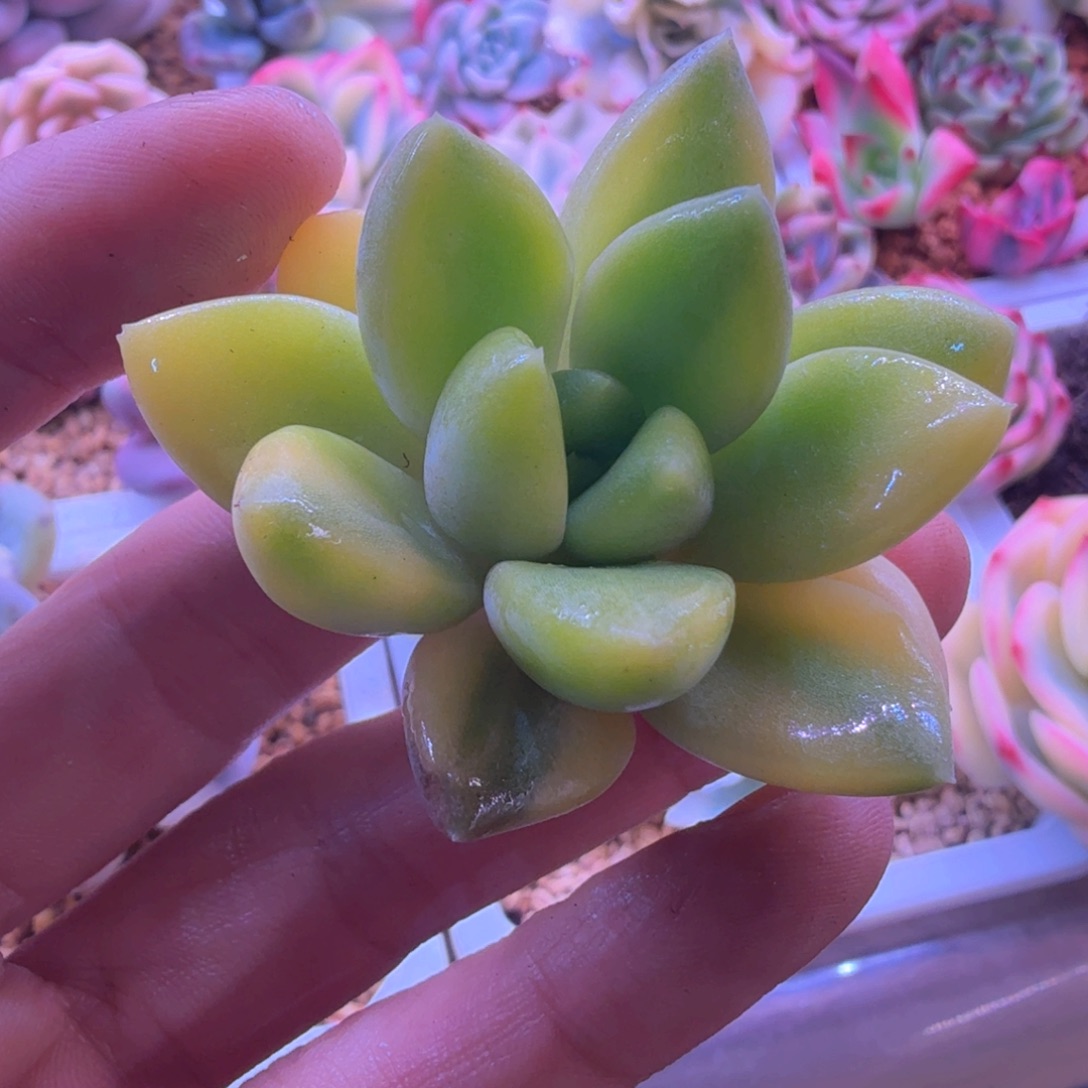 红象牙锦 多肉植物