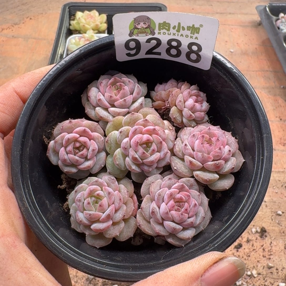 多肉植物多肉植物