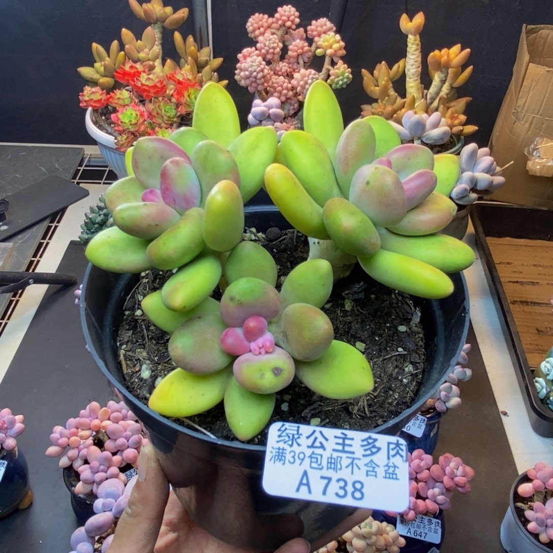 738芒果奶多肉11c m