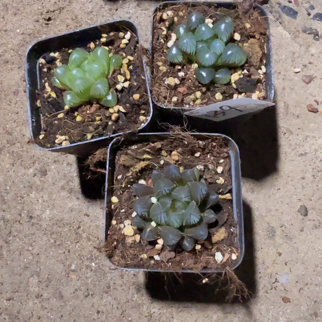 直播福利一物一拍139