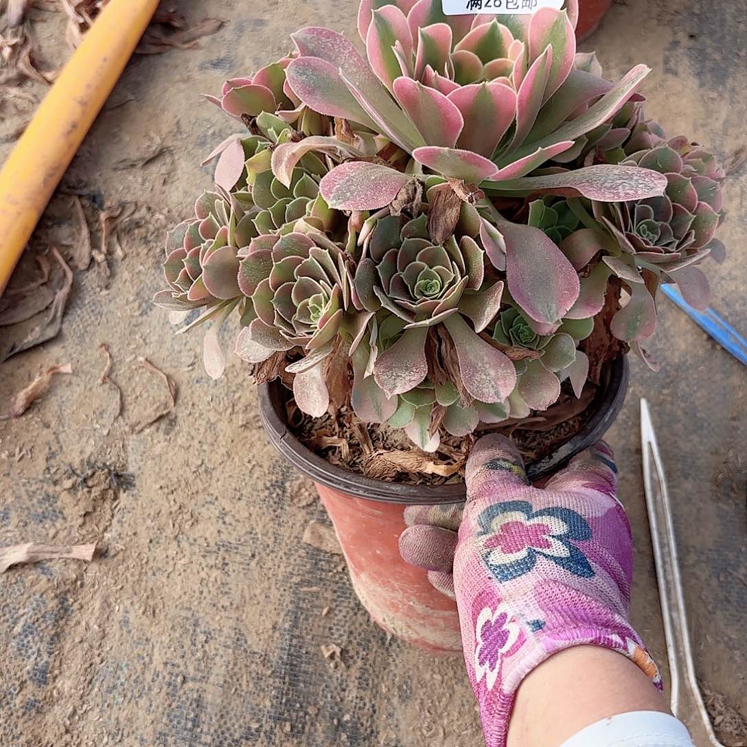 M. 876香妃多肉11111