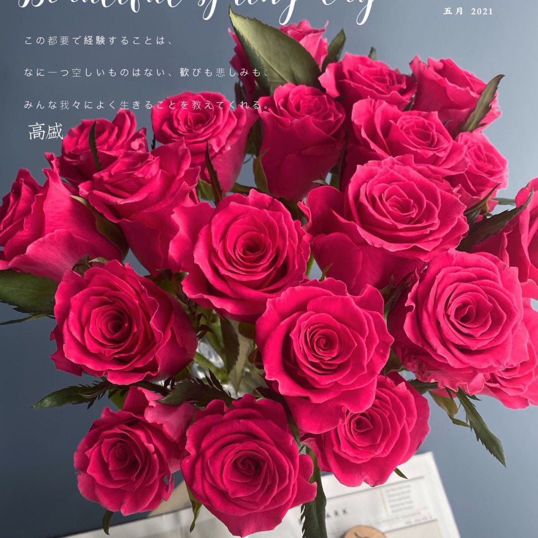 弗洛伊德玫瑰云南基地直发午夜魔法多头玫瑰现采现发包邮到家