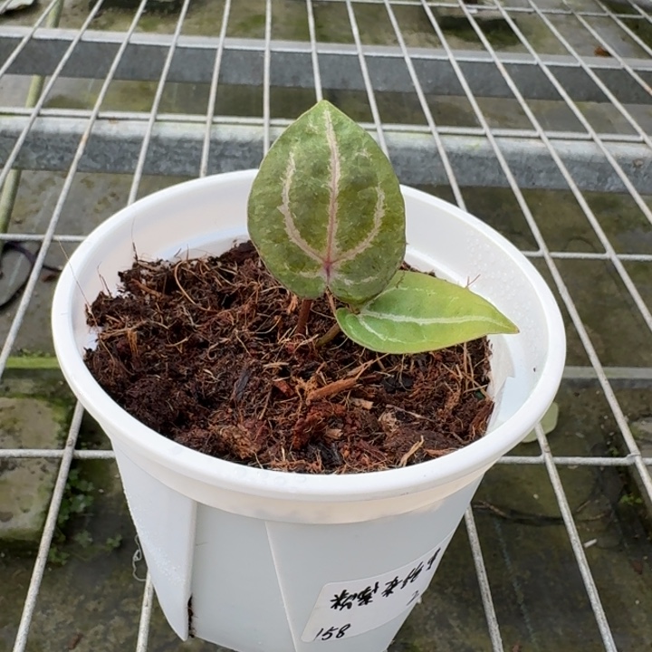 完全开放2号粉紫杂绝紫