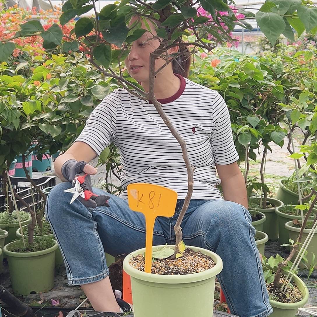 大部分花苞少量开放K81