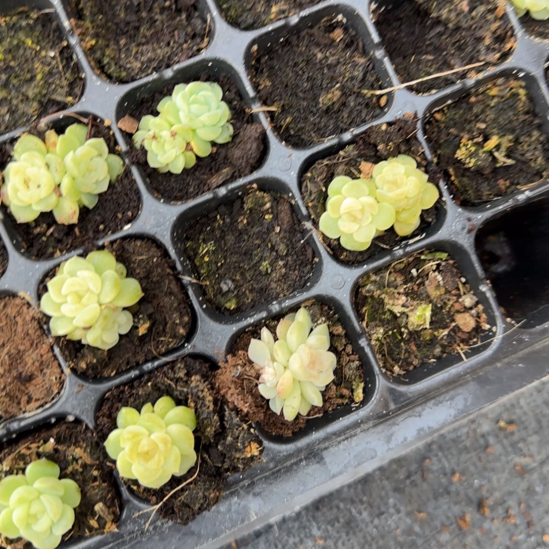 无尽灯一个穴满25包邮