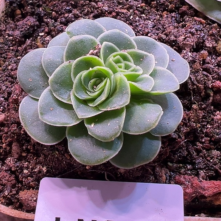 老***姐露妮831土豪帕美Ｘ各种单头