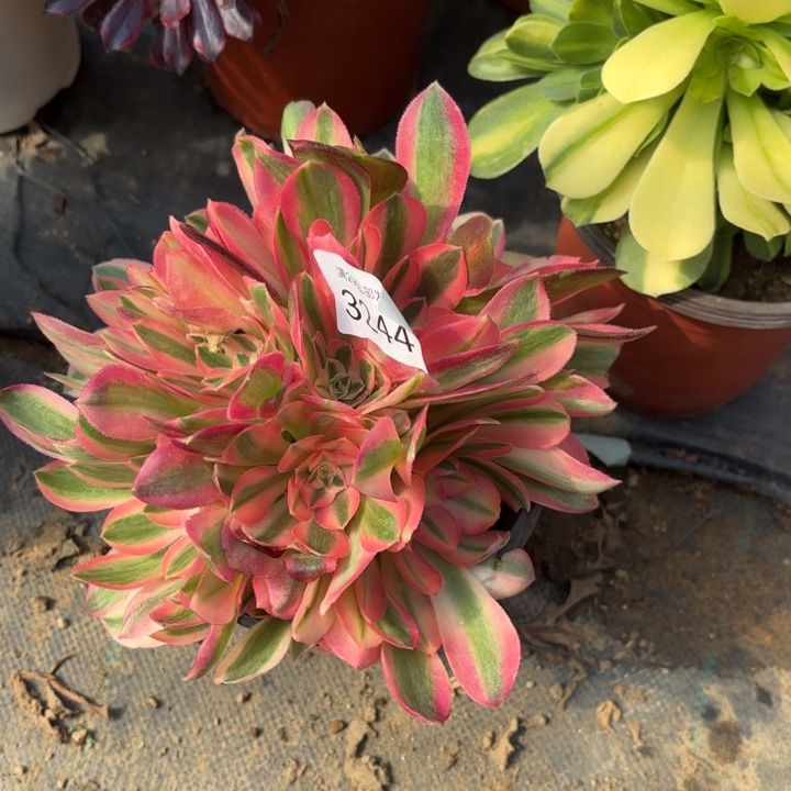 粉女巫多肉法师2344