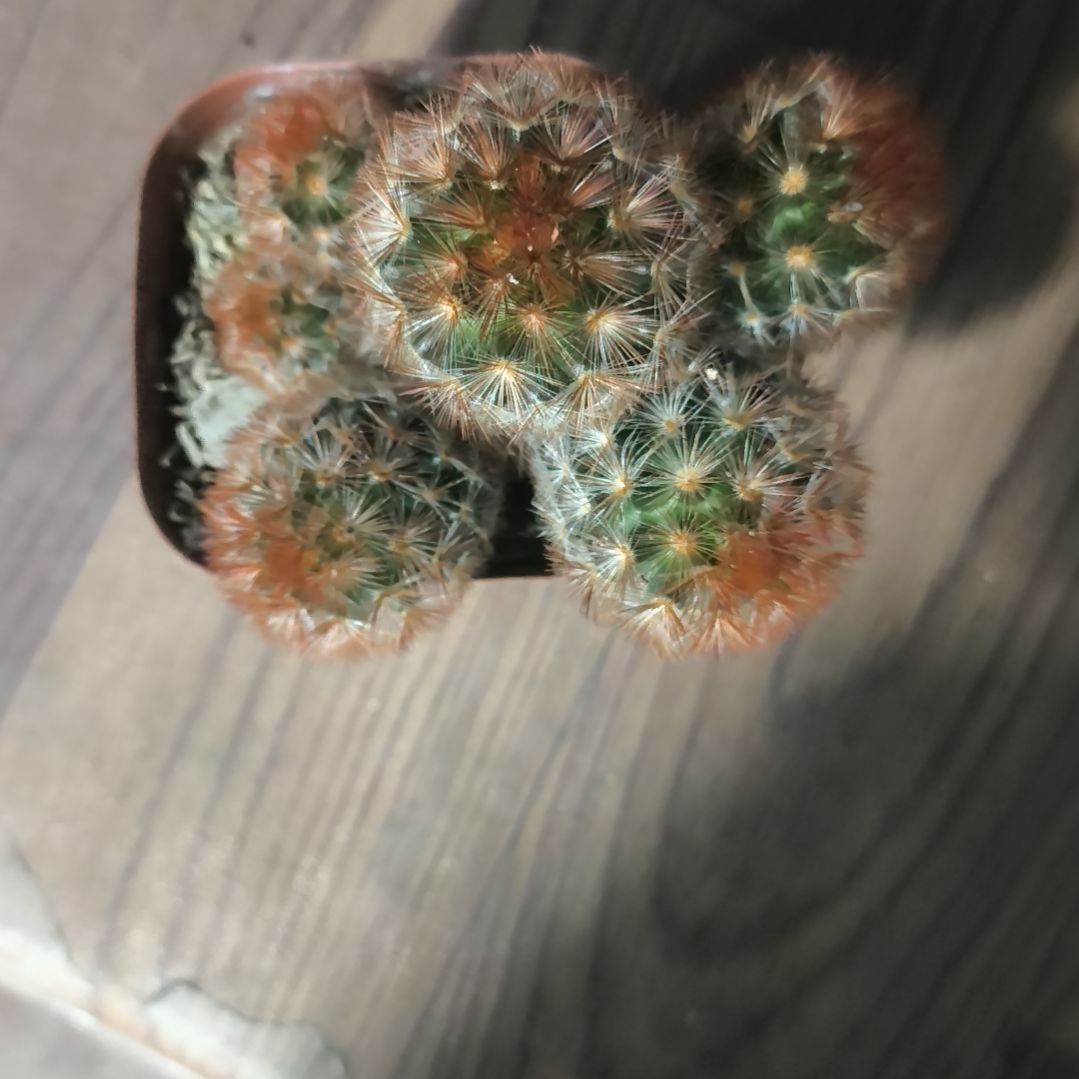 花花世界迷人眼的球球好看