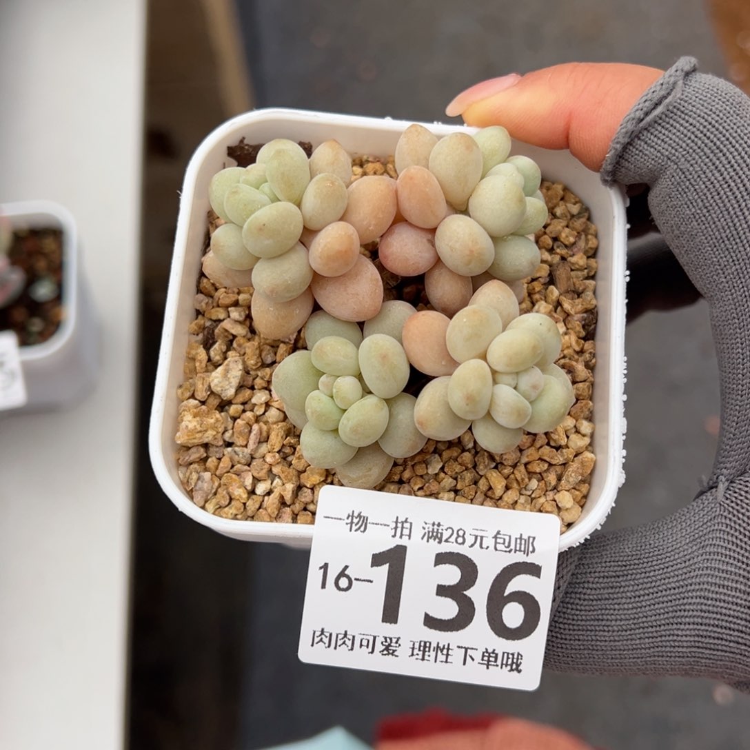 珍妮手指多肉多肉多肉