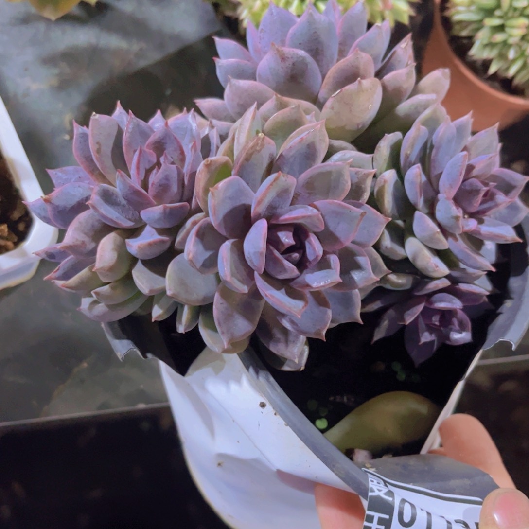 海蓝之谜01135多肉植物