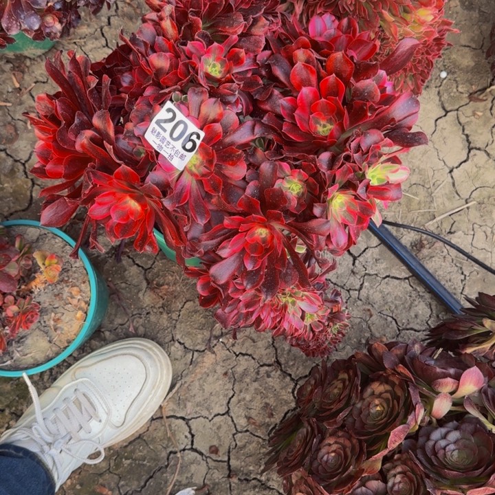 美杜莎花29-37包邮花花