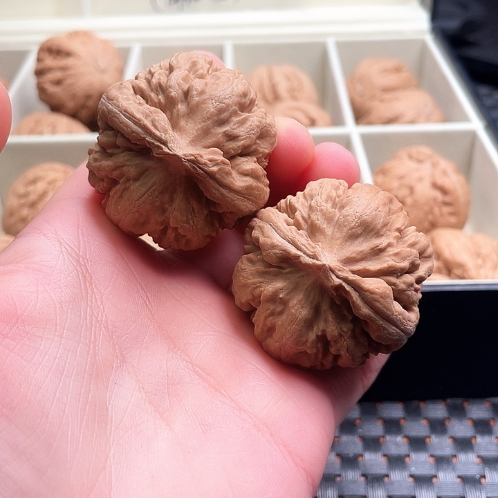 半***星霸王龙核桃尺寸40