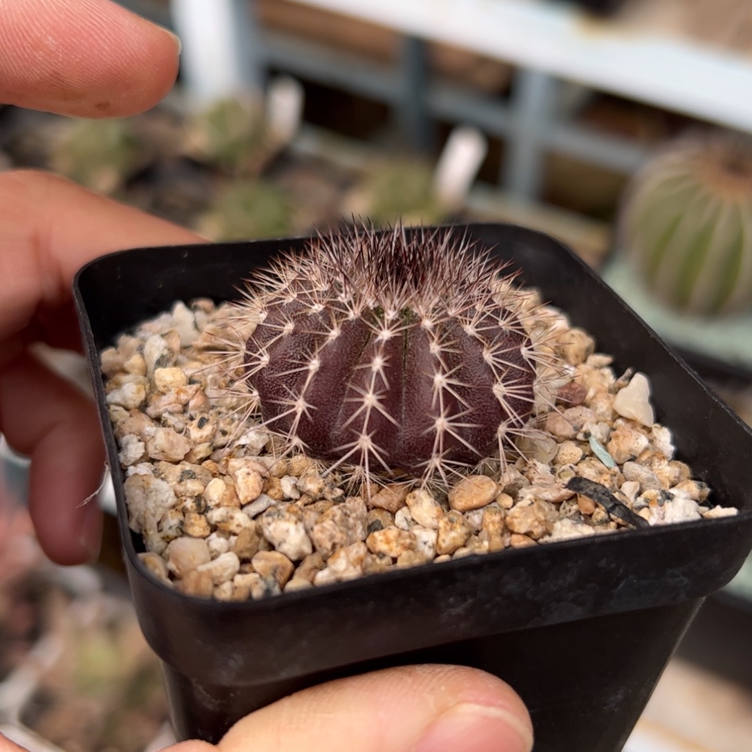 实生紫皮栉刺尤伯球 脱土发货 