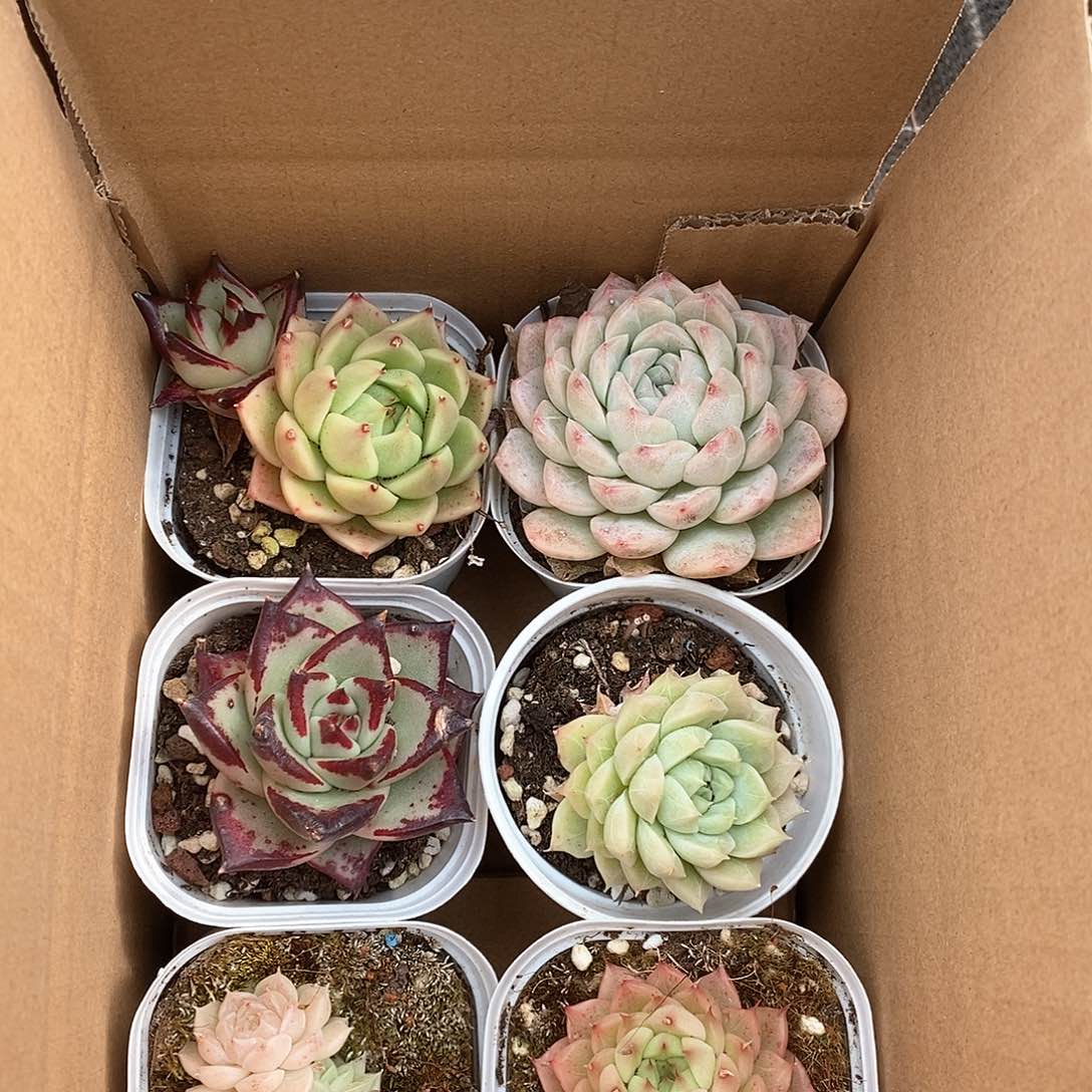 多肉植物一盒6个9.9包邮