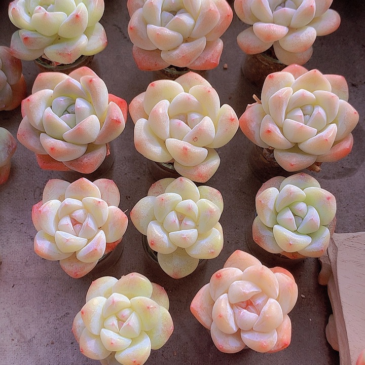 一物一拍，福利精控小单头冰玉11颗