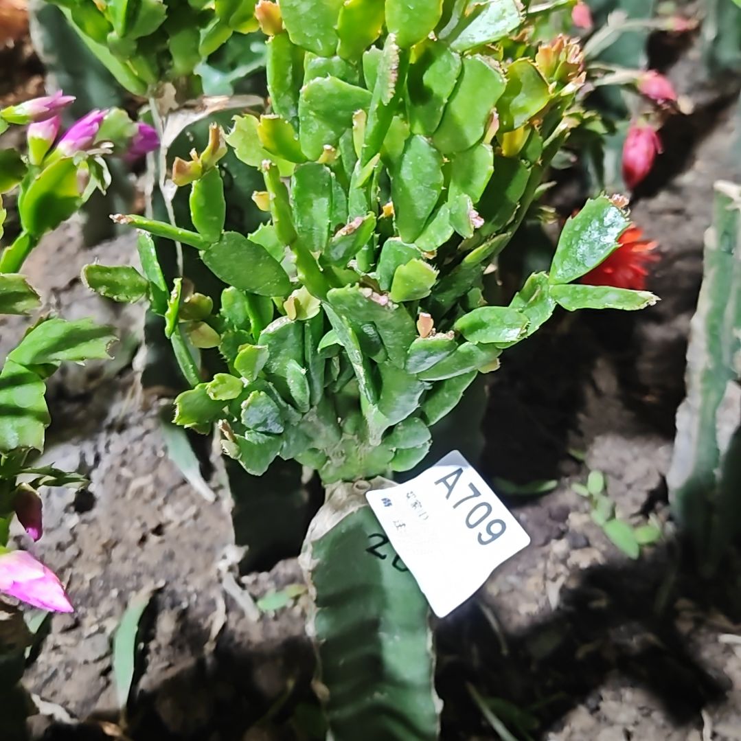 028红重瓣脱土脱盆易掉芽苞709