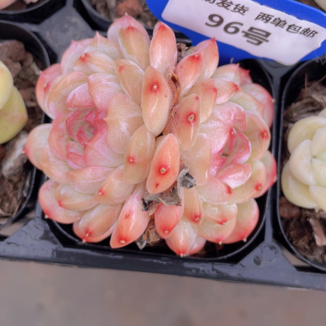 96号全状态白桃汽水双头一个