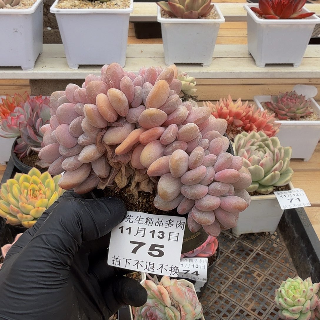 1113-75粉兔a缀化