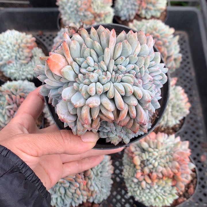 122643缀嗯嗯嗯嗯嗯好