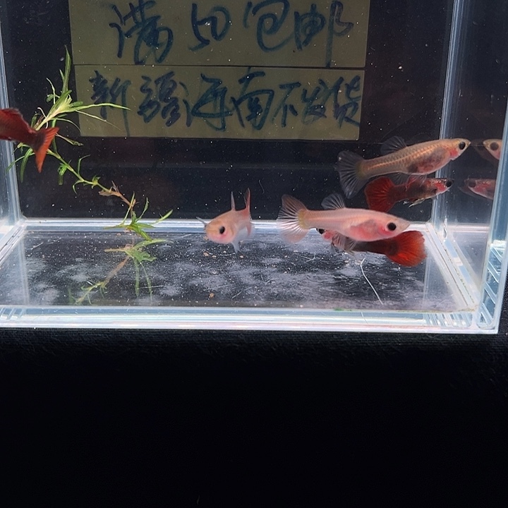 孔雀鱼野红玻璃猫