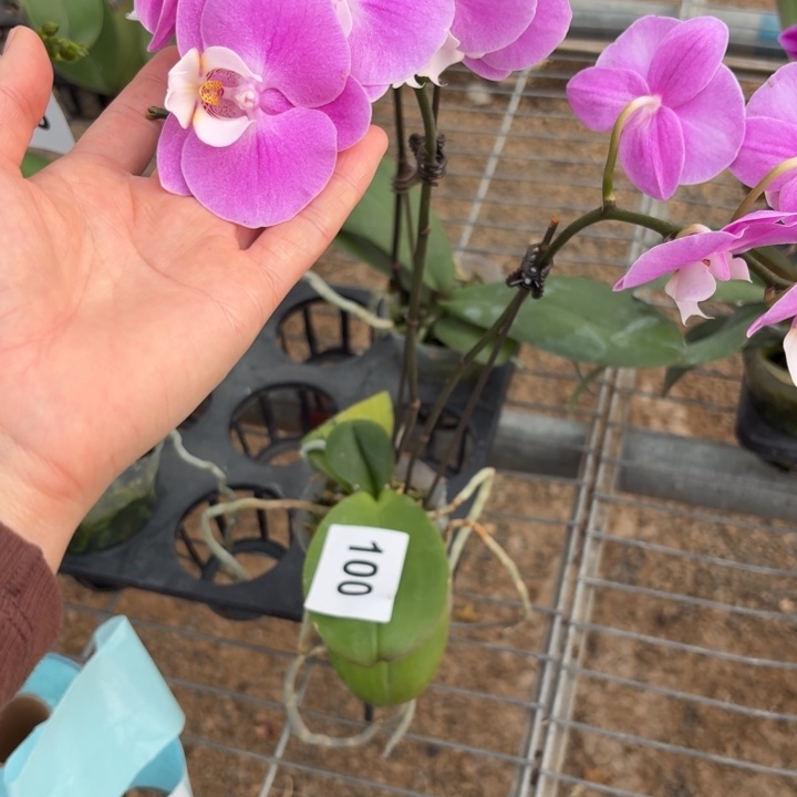 *****完全开放100蝴蝶兰一物一拍