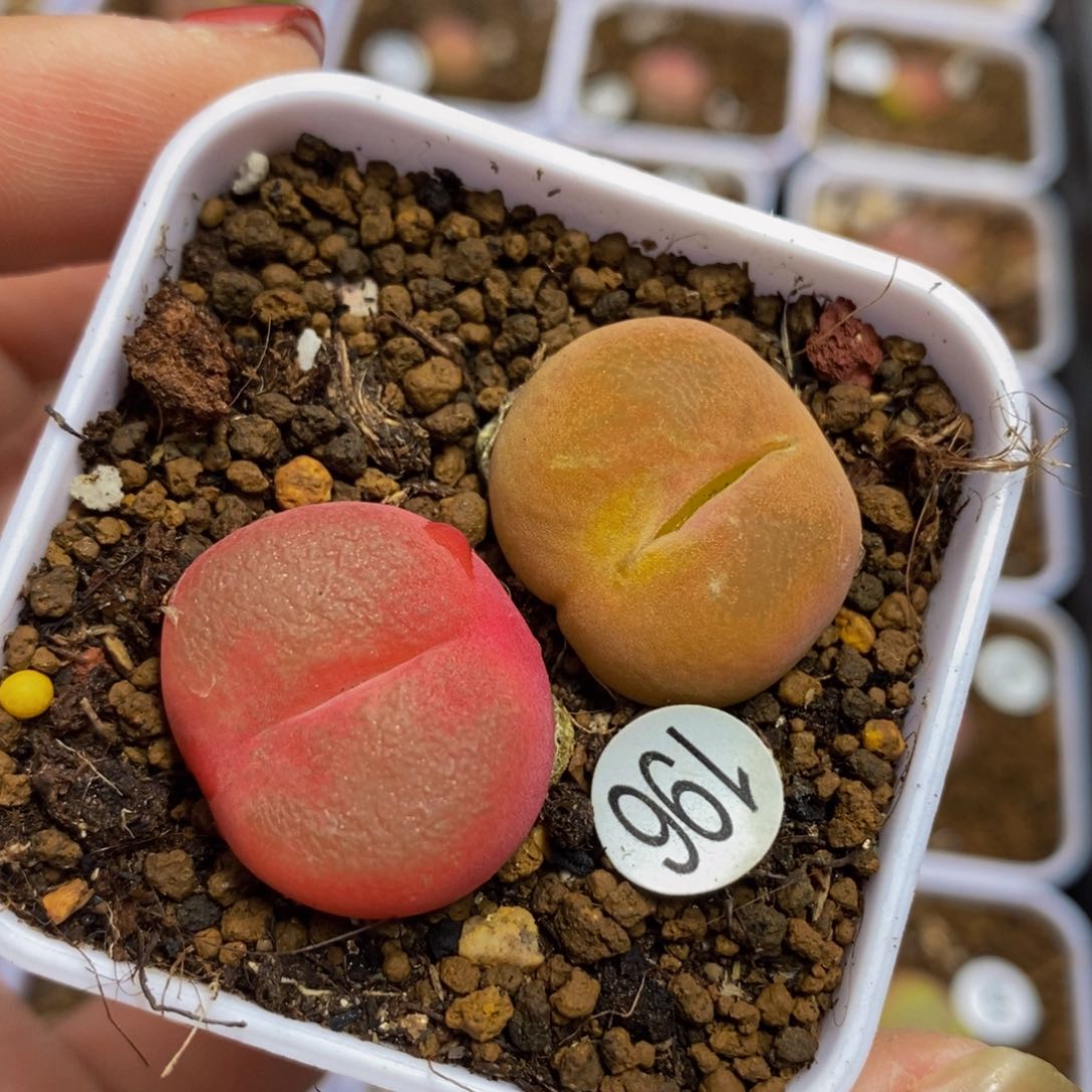 两颗（多肉植物196