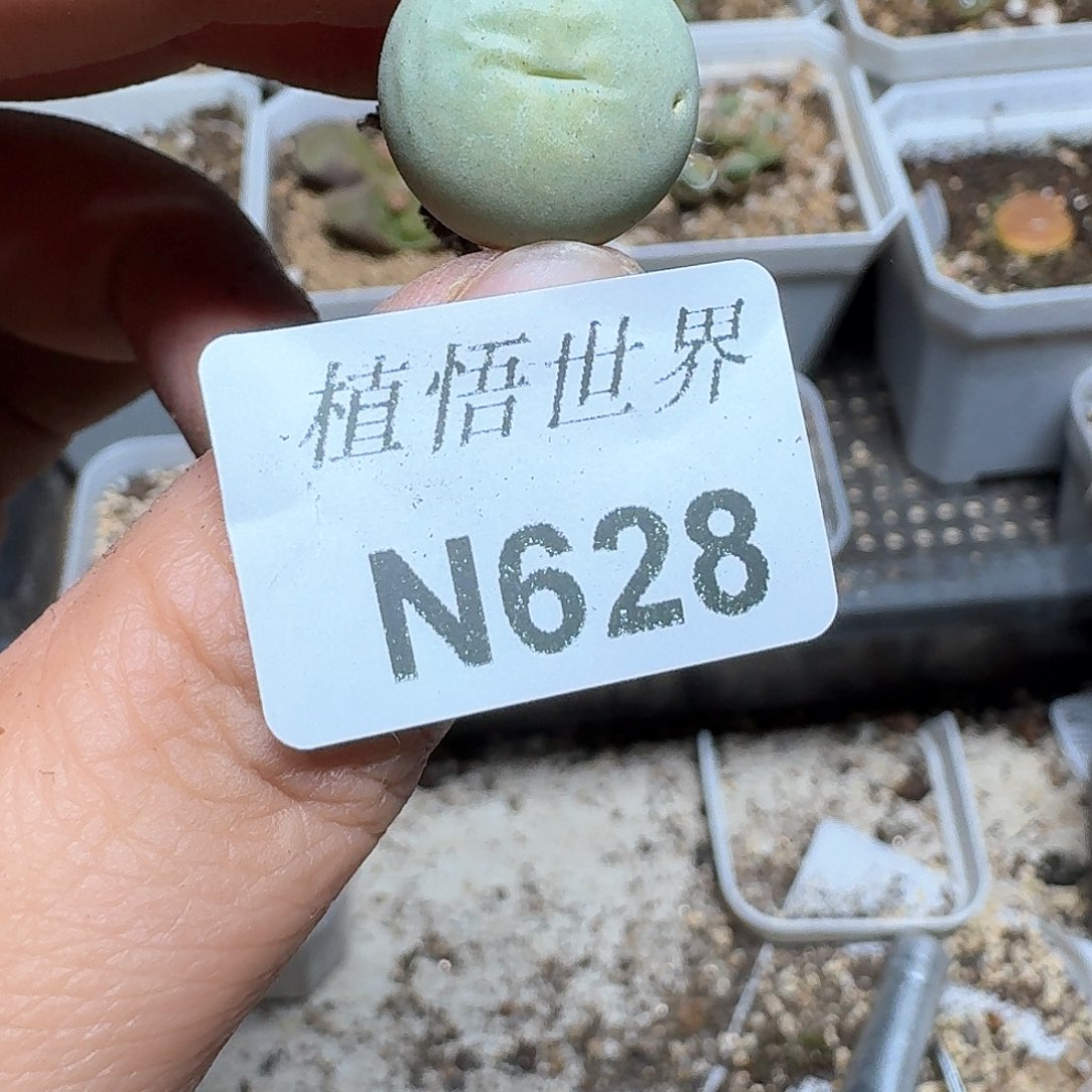 628号多肉植物哇cv