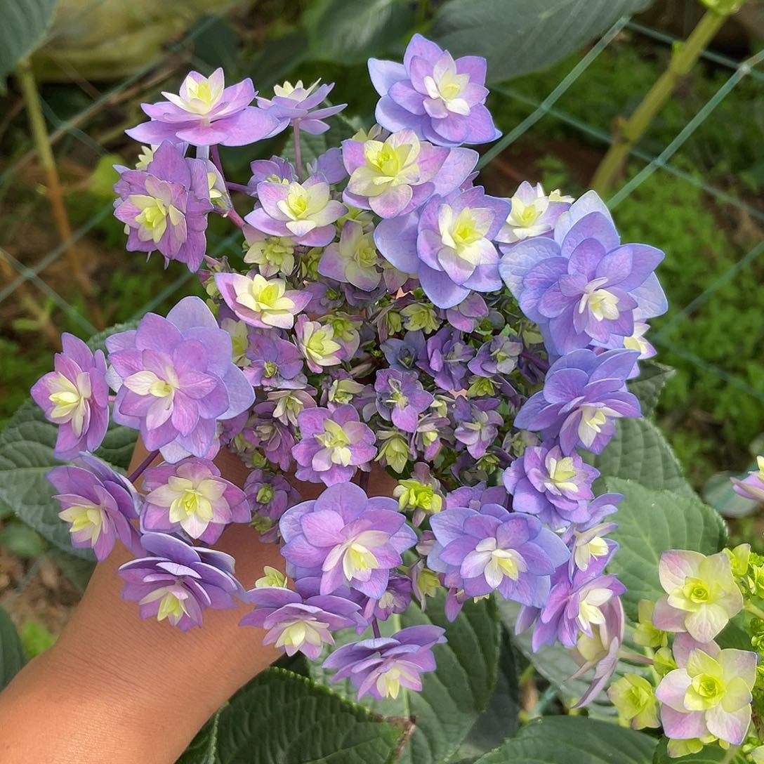 绣球切花一物一拍3枝起包邮，23