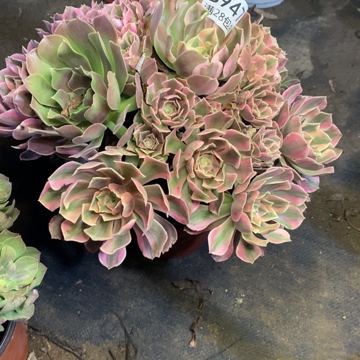 男神多肉断头不包947