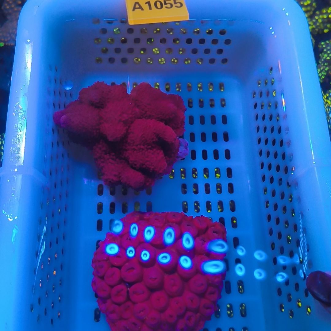 纽扣珊瑚10551055