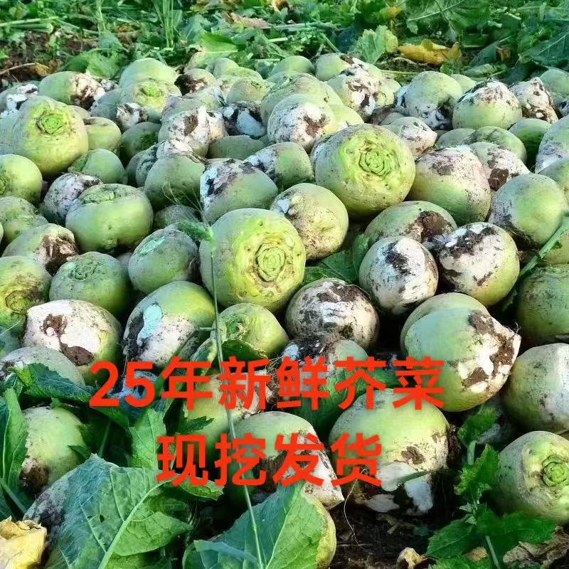 2025年新鲜芥菜疙瘩大头菜辣疙瘩腌咸菜农家自种现挖发货