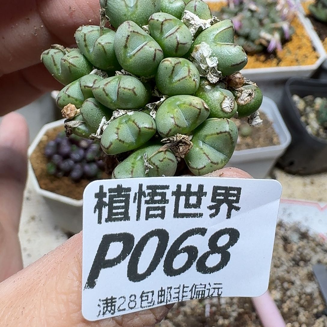 多肉植物的润泽地gbb