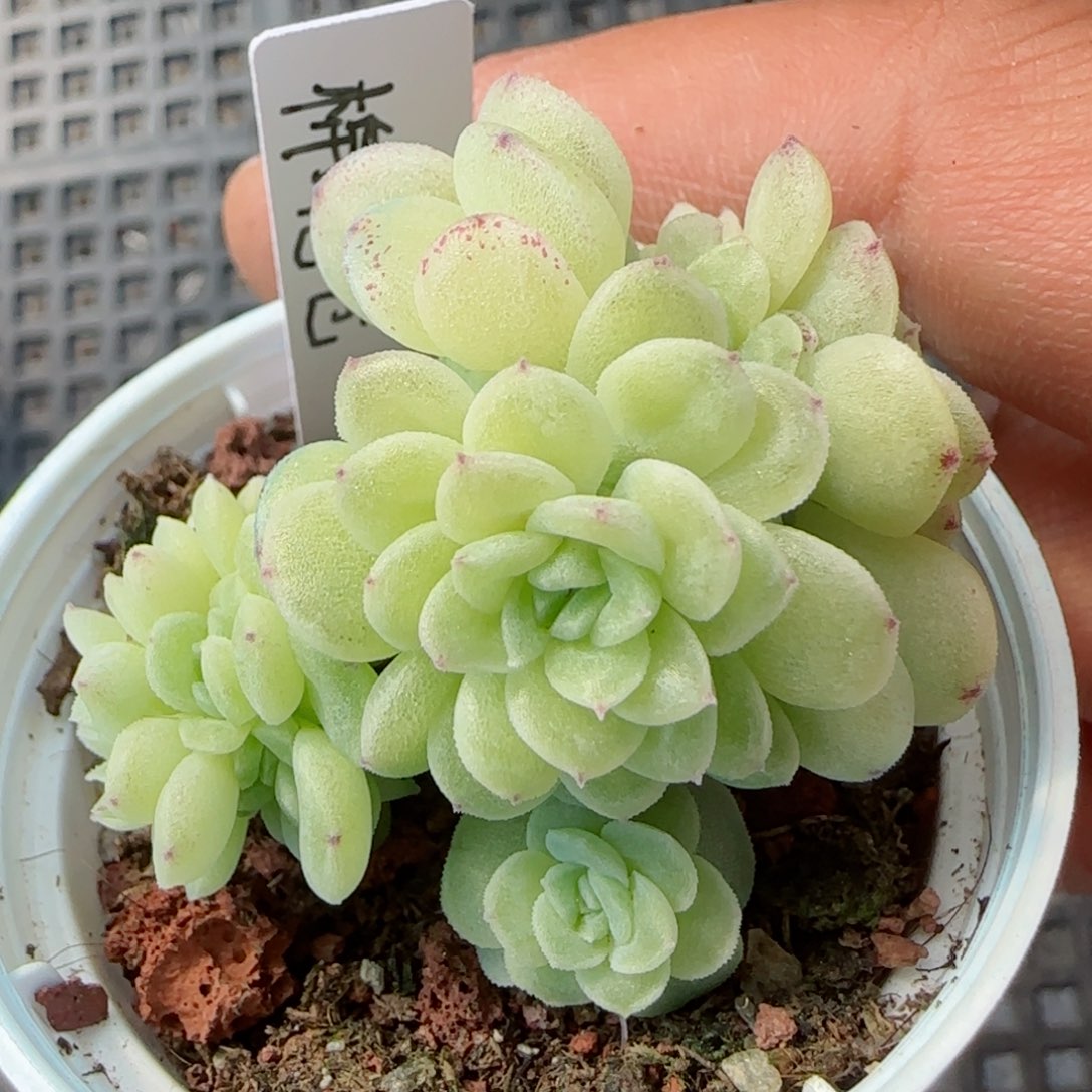 草****r【闪购商品】0305-145（棉花卷